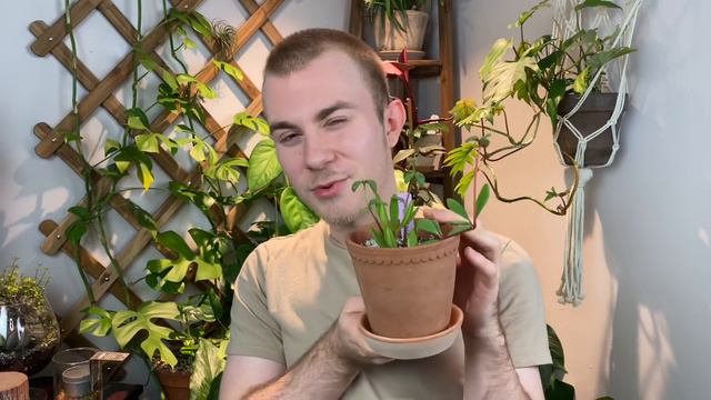 My Favorite Planters — And Where To Buy Them! смотреть онлайн