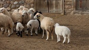 Как сложилась судьба клонированной овечки Долли