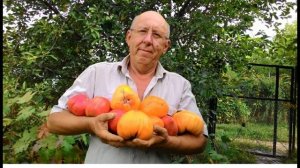 174. ТОМАТ у которого на ветках РАЗНЫЕ плоды! Томат сюрприз!!!