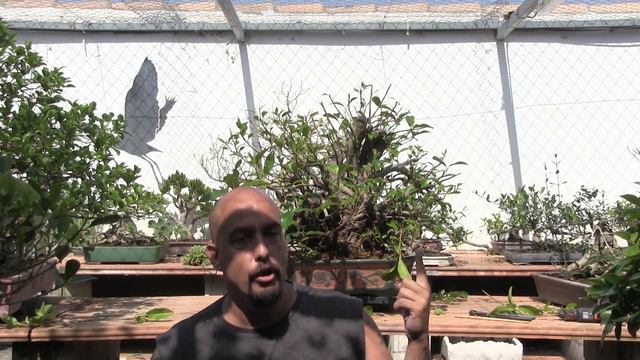 Ficus Rubiginosa Desde Acodo - Trabajo Y Actualización 2019