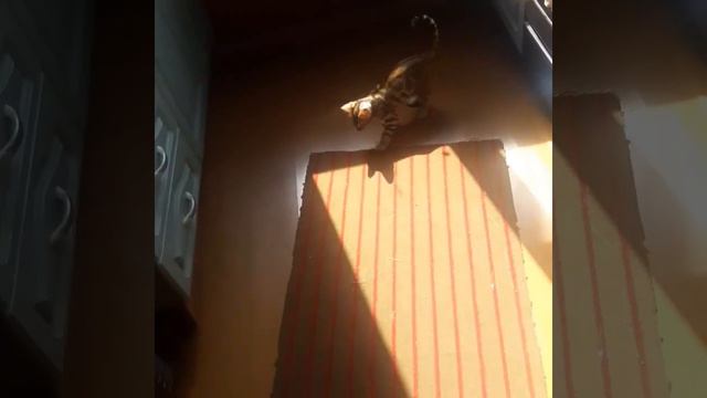 БЕНГАЛЬСКИЙ КОТ Марсик,жизнь леопардика