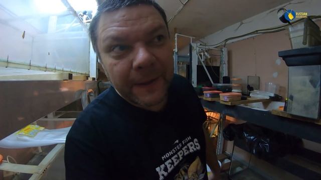 Муж тысячник и 3000 мальков золотой рыбки смотреть онлайн