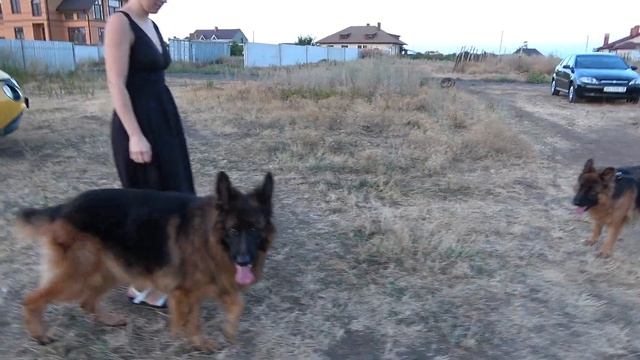 Любимчик Дакар. Кобель длинношерстной Немецкой овчарки 4 года. Одесса. смотреть онлайн