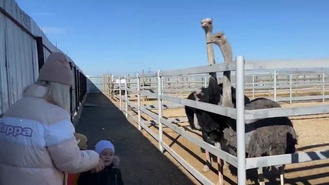 Путешествие на страусиную ферму в Актау. смотреть онлайн