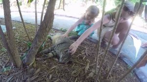 Шестипалые кошки Хемингуэя. Дом и музей Эрнест Хемингуэй Ки-Уэст Флорида США отдых