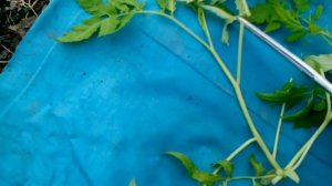 ПАН90 Как спасти рассаду томатов в теплице от возвратных заморозков.