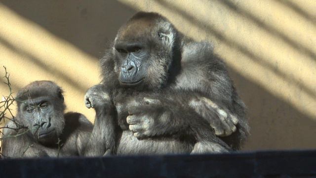 Warmth! A mother gorilla looks worriedly at her son who is cold. Genki and Kintaro｜Momotaro family смотреть онлайн