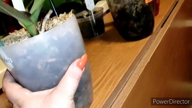 #Орхидеи Результаты применения сока алоэ? смотреть онлайн