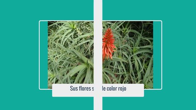 Aloe Arborescens - Características del Aloe Arborescens смотреть онлайн
