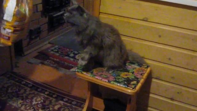 ОБАЛДЕТЬ ! ,,Говорящая ,, кошка Буся! ,,Мне, мне,, ........ ! Кино про Бусю 4 Красавица Карелия! смотреть онлайн