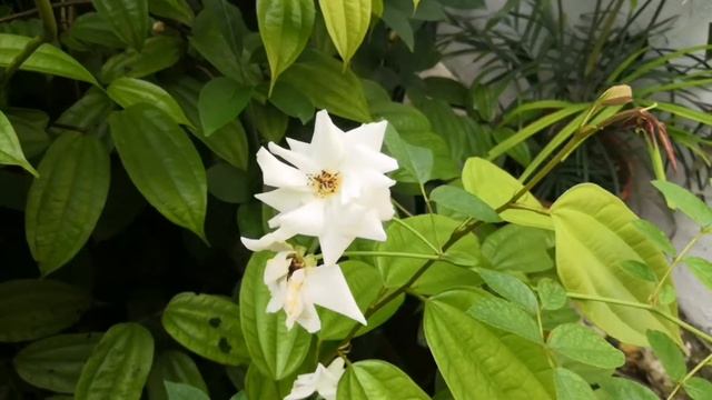 My shrubs roses ? 我的灌木玫瑰(2) Vanessa Bell Rose & White Iceberg Rose смотреть онлайн