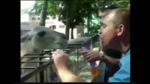Верблюд плюнул в чувака