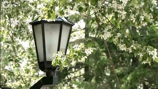 Поклонники творчества Антона Чехова устроили флешмоб в Первомайском сквере смотреть онлайн