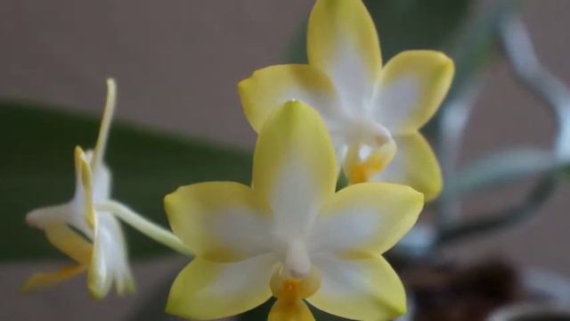 Orchid - Phal Tzu Chiang Chrisna 'Sweet Girl' Reblooms | Orchid Growing Care Tips смотреть онлайн