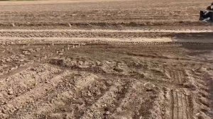 Технология выращивания картофеля