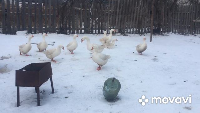 Гуси Линда смотреть онлайн