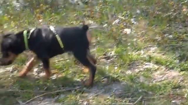 Копия видео цвергпинчер локи смотреть онлайн