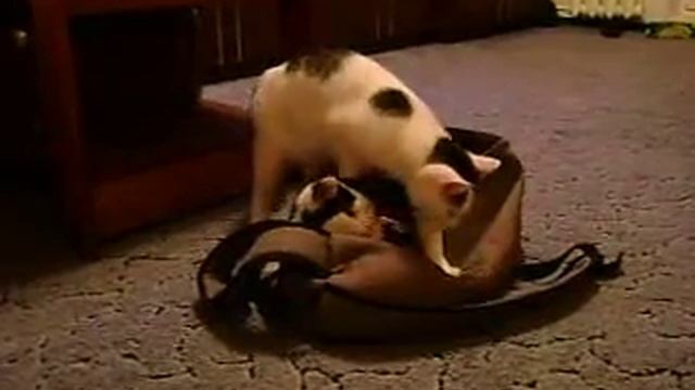 Коты с бодуна смотреть онлайн