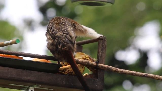 Geoffroy's tamarin in Bird Feeder - Monito tití en comedero de aves. смотреть онлайн