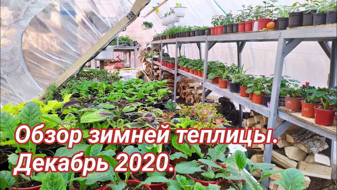 Обзор зимней теплицы. Декабрь 2019. смотреть онлайн
