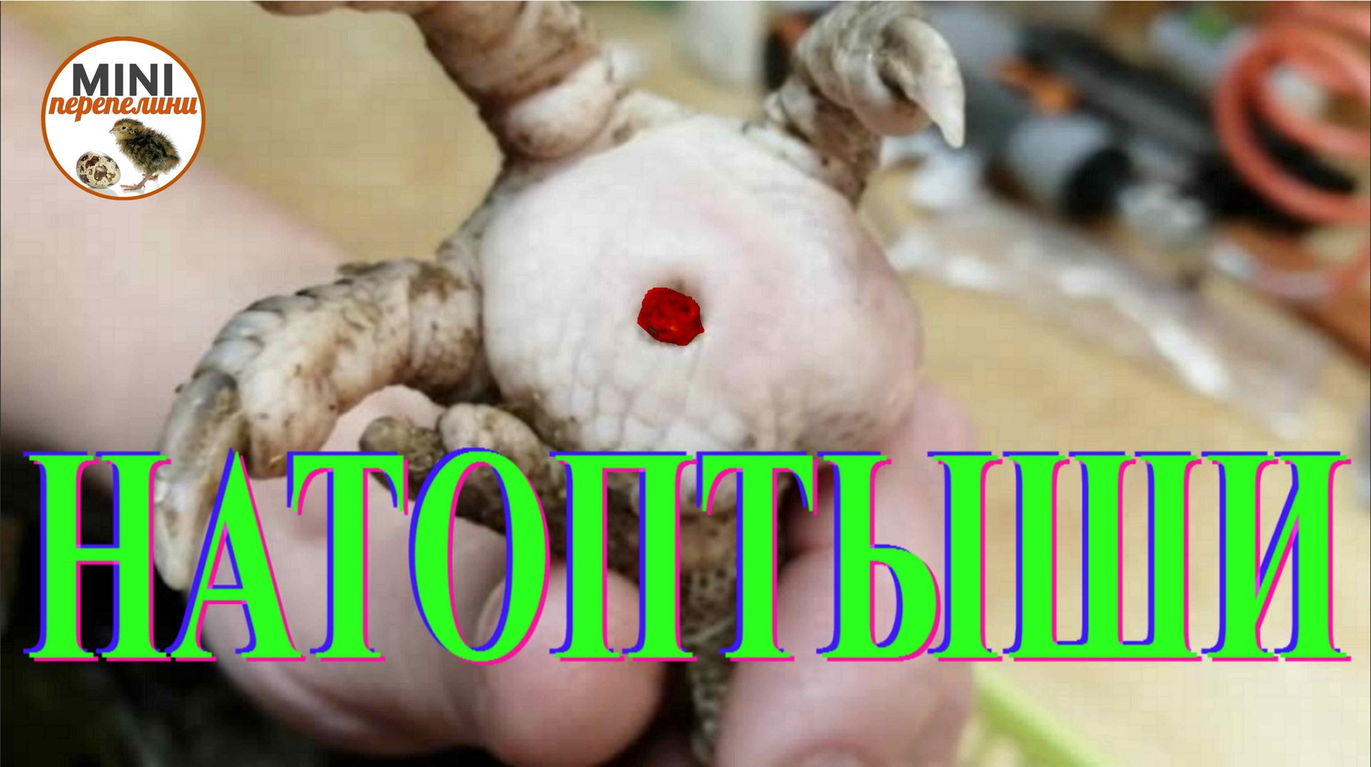 Натоптыш у курицы (плантарный пододерматит). Хирургическое удаление нароста.