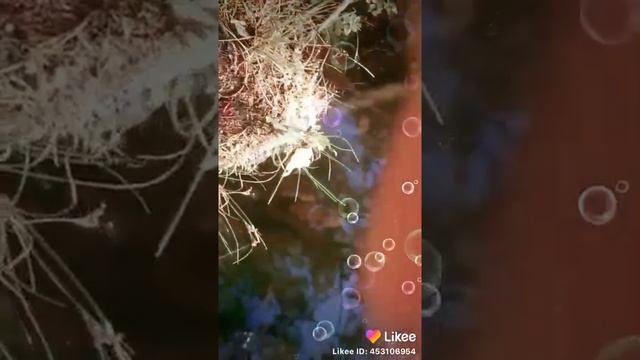 ГДЕ РАКИ ЗИМУЮТ.... И КАТЮШУ... смотреть онлайн