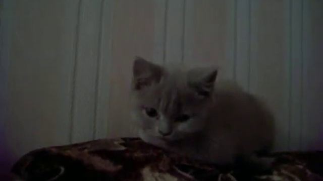 кот засыпает смотреть онлайн