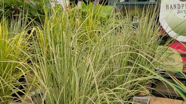 Calamagrostis 'Overdam' (Reed Grass) // Beautiful, upright, EASY to GROW, long season grass смотреть онлайн