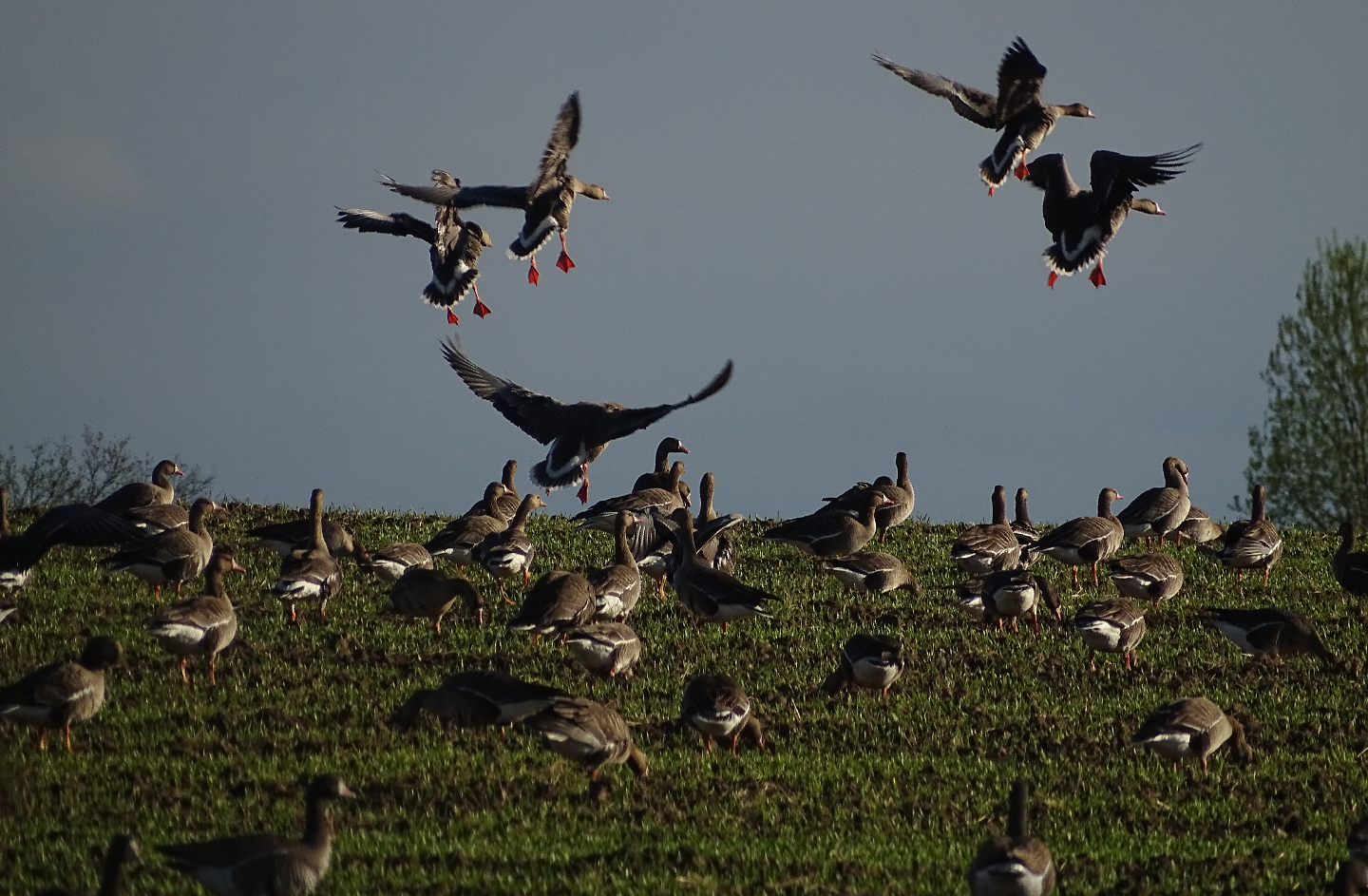Гуси сели в чучела Полесник Non stop смотреть онлайн