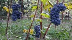 Питомник Садоград. Виноград Юкка саженцы