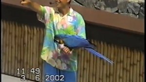 Дрессированные птицы (аист, казуар, попугай)