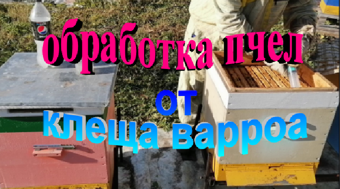 Обработка пчел от клеща варроа смотреть онлайн