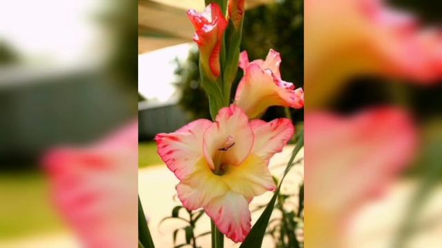 Gladiolus // How to Plant, Grow, Harvest, and Store Gladiolus Corms// 5 Min garden Po смотреть онлайн