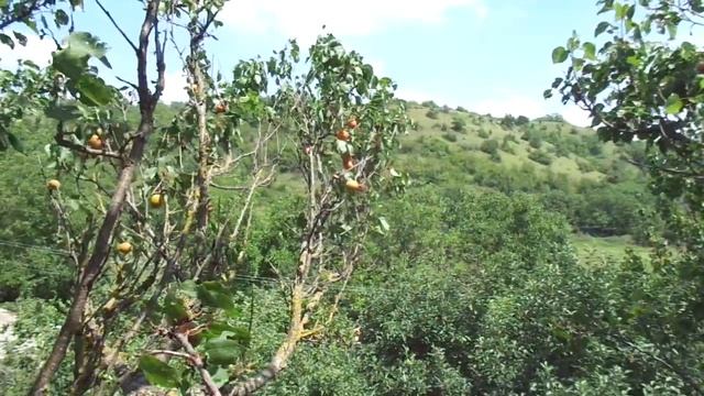 Обрезка абрикоса на омоложение со сбором урожая. смотреть онлайн