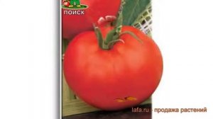 Томат обыкновенный Волгоградский 5/95 ? обзор: как сажать, семена томата Волгоградский 5/95