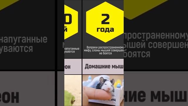 Средняя Продолжительность жизни животных смотреть онлайн