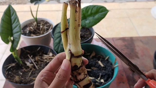 GROWING EMERALD DRAGON SCALE /BISMA ALOCASIA FROM BULB II MENANAM ALOCASIA BISMA DARI UMBI смотреть онлайн