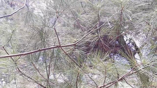 2022 Ботанический сад 12мая 6мин. 1316 4к.mp4 смотреть онлайн