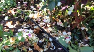 Изумительная плетистая роза Роуз де Толбиак ; rose Rose de Tolbiac #garden  #roses #розы