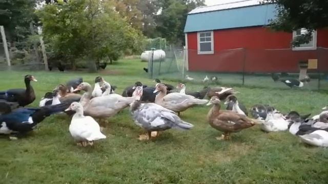 Ayam Cemani Chickens and Muscovy Ducks at Shady Grove Farm West Virginia смотреть онлайн