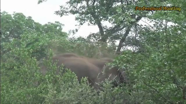 Decisive Confrontations Part 7 The hunter VS (buffalo, lion, elephant, hippo, fox) смотреть онлайн