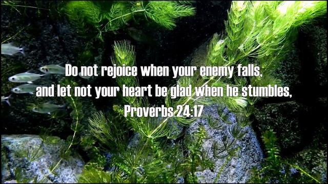 MEDITATION ON PROVERBS 24 смотреть онлайн