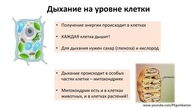11. Дыхание растений (6 класс) - биология, подготовка к ЕГЭ и ОГЭ 2020 смотреть онлайн
