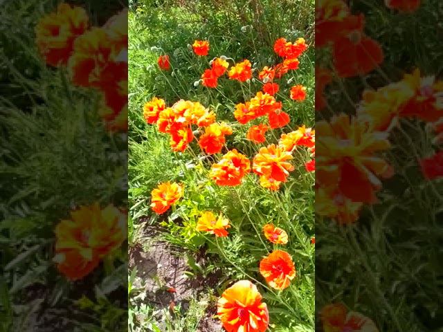 Майские клумбы в городе смотреть онлайн