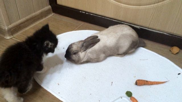 Karate kitten - style "rabbit sleep"/Каратэ котенок - стиль "спящий кролик" смотреть онлайн