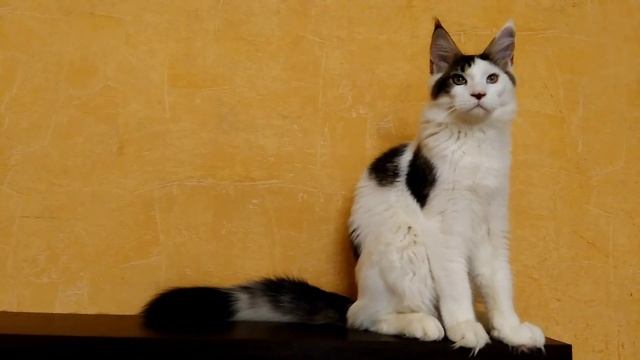 Смешные коты: Белый мейн-кун смотреть онлайн