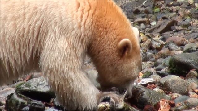 Kaip nenumirti nuo vėžio? смотреть онлайн
