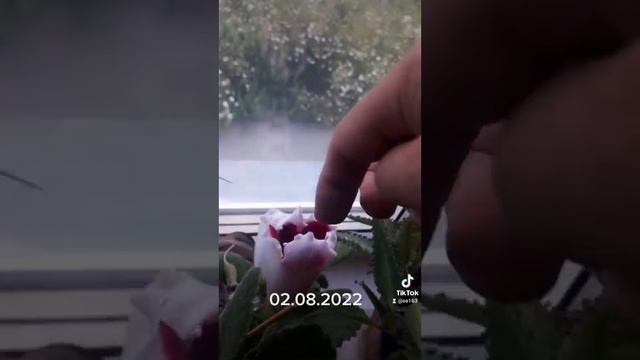 хурма растёт всё выше а глоксинии цветут. смотреть онлайн