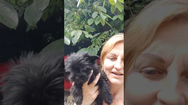 Продажа😃Питомник Йорк & Шпиц.Elite Pets,Крым, Евпатория 🌞+79788972514 Доставка возможна 🥰 смотреть онлайн