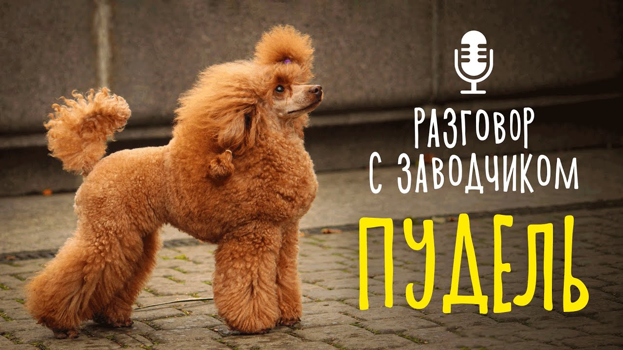 Разговор с заводчиком: пудель. Всё о породе. Собака породы пудель смотреть онлайн